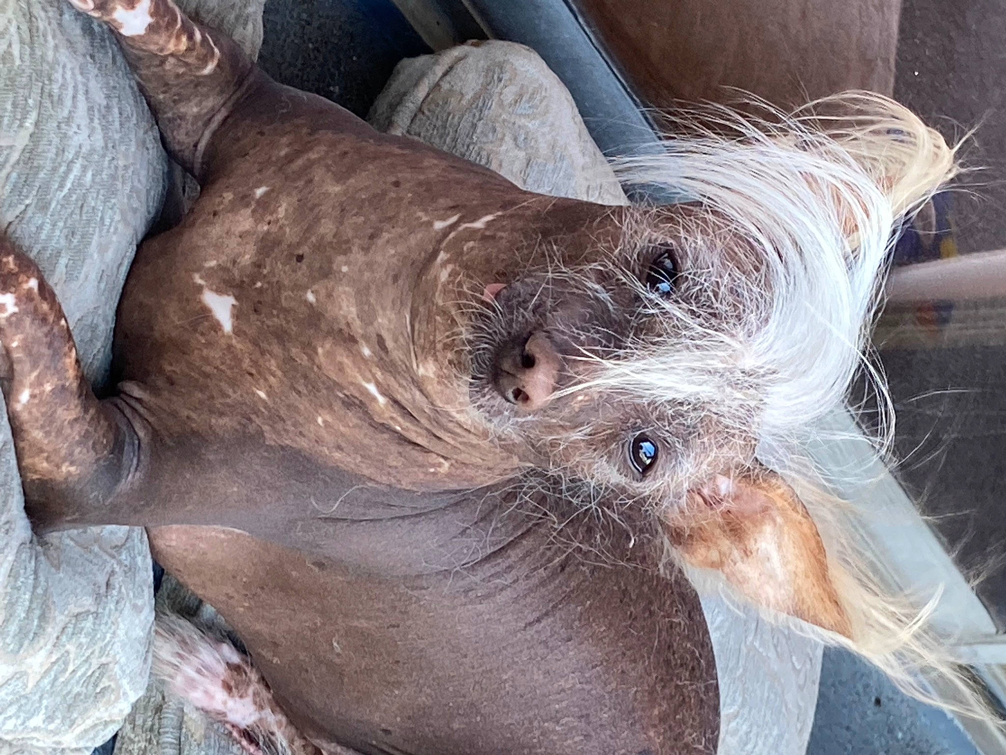 Ozzy is registered to the contest to win money with this photo: beak, bird, eyelash, fashion_accessory, feather, fur, liver, metal, natural_material, perching_bird, snout, whiskers, wing, wood