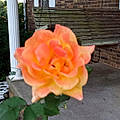 Carol S.