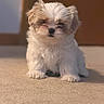 puppy, dog, small_dog, fluffy, white_dog, brown_patch, pet, indoor, carpet, cute, adorable, animal, fur, sitting, young_dog, canine, companion, domestic_animal, portrait, soft_light