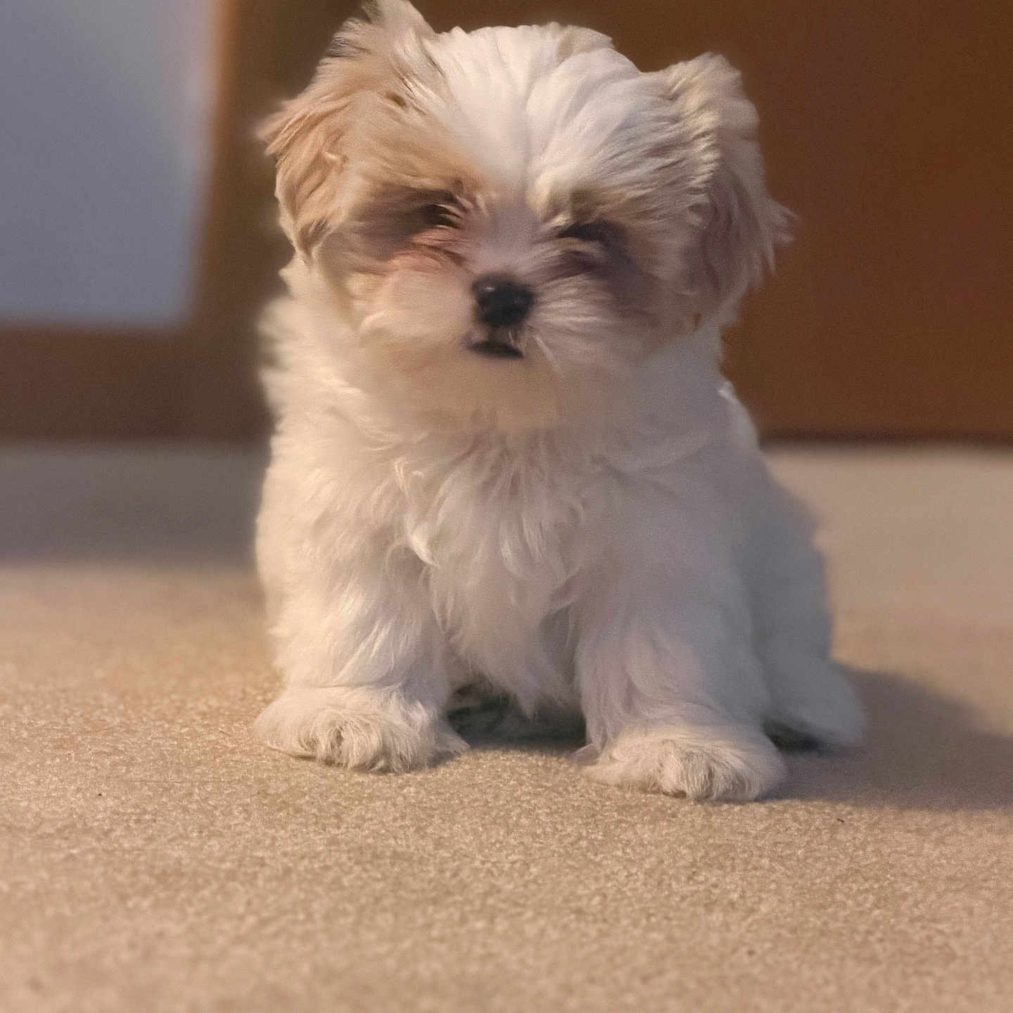 Prince