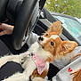 dog, small_dog, car_interior, steering_wheel, person, lap, seatbelt, pink_bandana, ears, fur, window, trees, outdoor, daylight, pet, cute, animal, companion, relaxing, casual