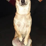 Uroy participe au concours pour gagner de l'argent avec cette photo : alert, animal, canine, companion, couch, cute, dark_background, dog, domestic_animal, ears_up, front_paws, furry, house_pet, indoor, light_brown_fur, looking_at_camera, pet, portrait, sitting, small_dog