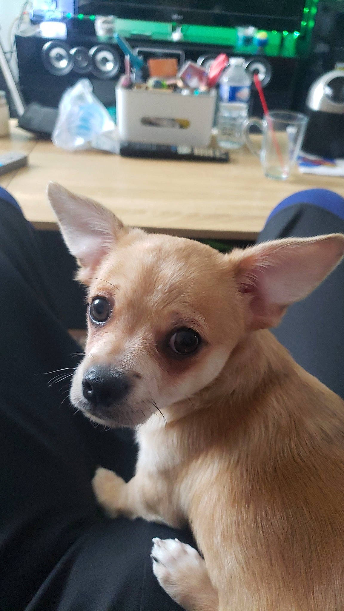 Uroy a rejoint le concours — aidez-le/la à gagner de superbes lots ! canidae, carnivore, chihuahua, companion_dog, corgi_chihuahua, dog, dog_breed, dog_supply, ear, eye, fawn, fur, russkiy_toy, snout, sporting_group, tableware, terrestrial_animal, toy_dog, whiskers, working_animal