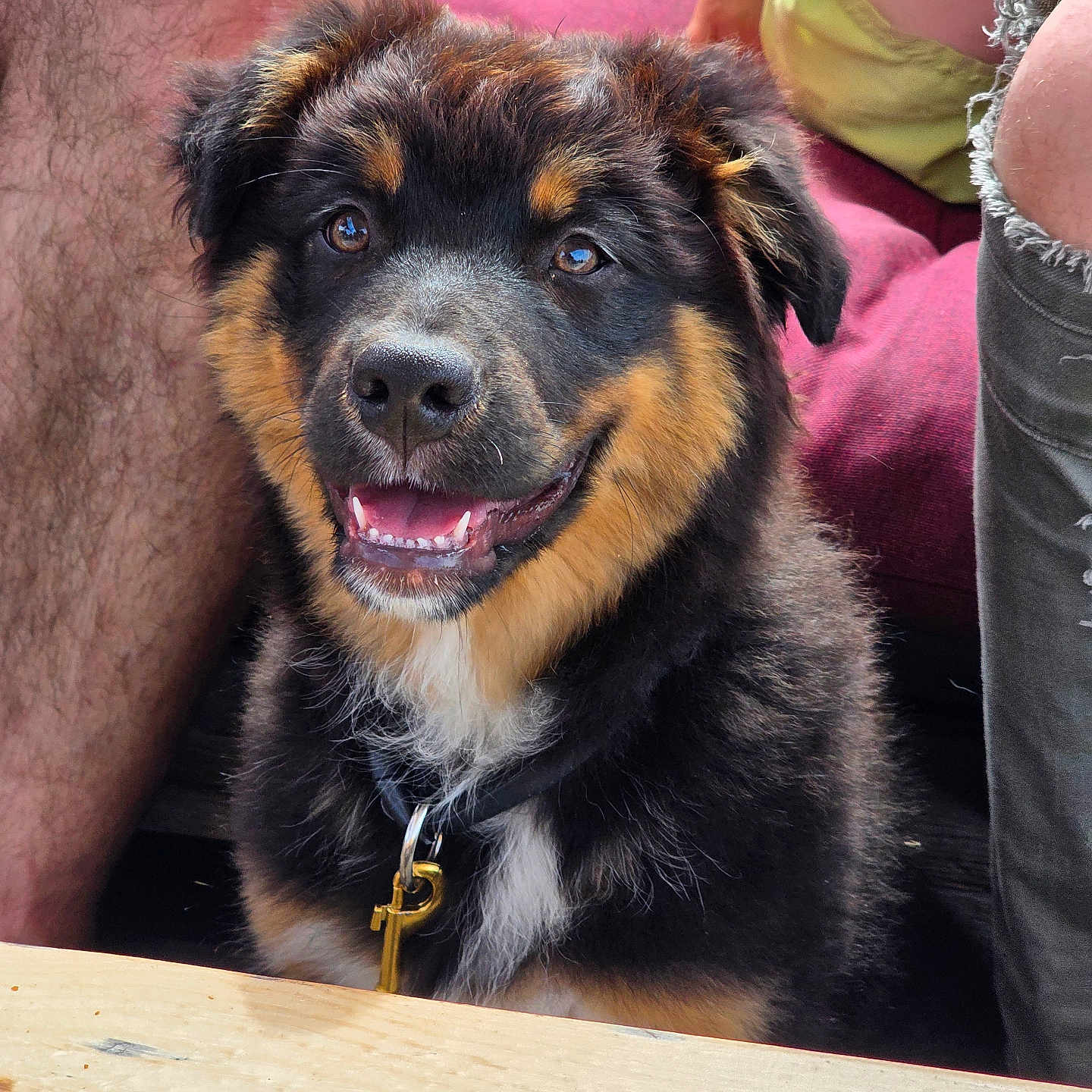 Ades Alias Doudou participe au concours pour gagner de l'argent avec cette photo : black_and_tan, canine, closeup, collar, companion, couch, dog, domestic_animal, fluffy, fur, happy, indoor, legs, person, pet, puppy, sitting, smiling, table, young_dog