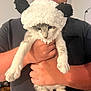 cat, person, smiling, glasses, hat, costume, indoor, hand, pet, cute, animal, furry, funny, black_ears, white_fur, gray_fur, holding, face, portrait, happy
