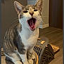 cat, gray_cat, white_cat, pet, indoor, stool, cushion, yawning, mouth_open, feline, whiskers, ears, floor, wood_floor, pet_carrier, home, animal, cute, sitting, domestic_cat