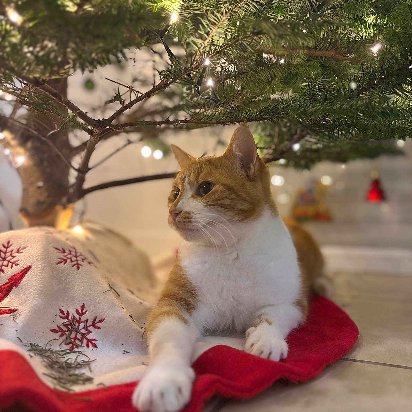 Spyrou a rejoint le concours — aidez-le/la à gagner de superbes lots ! abyssinian, animal, blanket, canine, cat, conifer, cushion, fir, homedecor, kitten, leaf, lighting, manx, outdoors, person, pet, plant, pottedplant, tree, vegetation