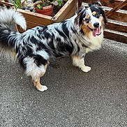 Loki participe au concours pour gagner de l'argent avec cette photo : dog, australian_shepherd, merle_coat, happy, tongue_out, outdoor, plant, wooden_planter, wooden_fence, asphalt, pet, canine, fur, tail, nature, greenery, sunlight, playful, animal, friendly