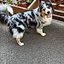 dog, australian_shepherd, merle_coat, happy, tongue_out, outdoor, plant, wooden_planter, wooden_fence, asphalt, pet, canine, fur, tail, nature, greenery, sunlight, playful, animal, friendly