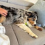 Loki a rejoint le concours — aidez-le/la à gagner de superbes lots ! dog, couch, petting, hand, pillows, resting, indoor, fur, tricolor, sleeping, cozy, living_room, comfort, canine, closeup, relaxation, domestic, furniture, paw, animal