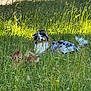 Loki participe au concours pour gagner de l'argent avec cette photo : dog, grass, meadow, outdoor, nature, wildflowers, sunlight, pet, canine, animal, field, summer, two_dogs, fur, relaxing, greenery, playful, sunny, daytime, companion