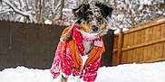 Kaia is registered to the contest to win money with this photo: dog, snow, winter_clothing, outdoor, pet, fence, snowy, cozy, cold_weather, fur, canine, collar, tag, trees, playful, animal, nature, backyard, cute, portrait