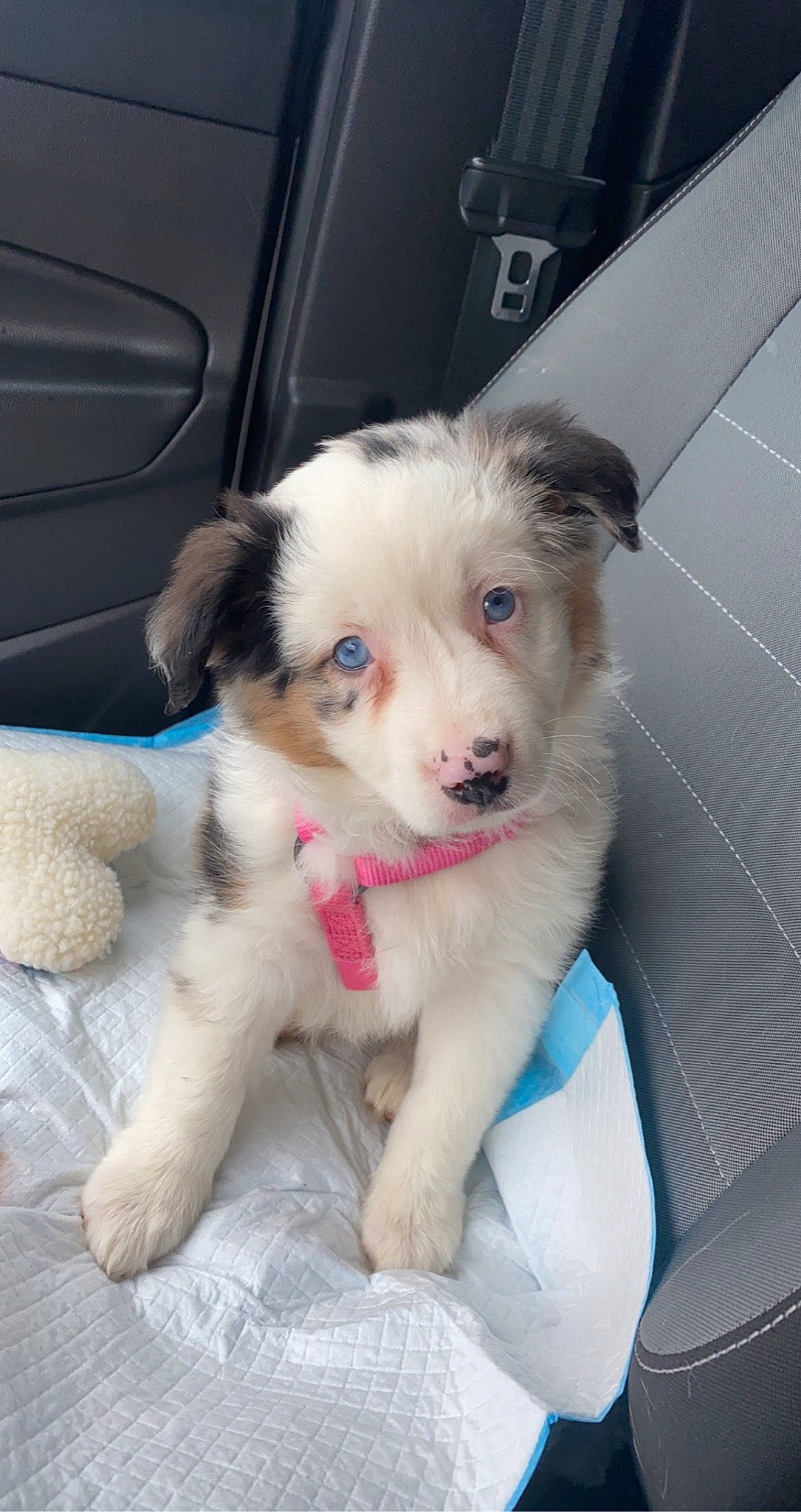 Maisy joined the competition — help win amazing prizes! carnivore, collar, companion_dog, dog, dog_breed, dog_supply, fur, paw, pet_supply, sporting_group, working_dog