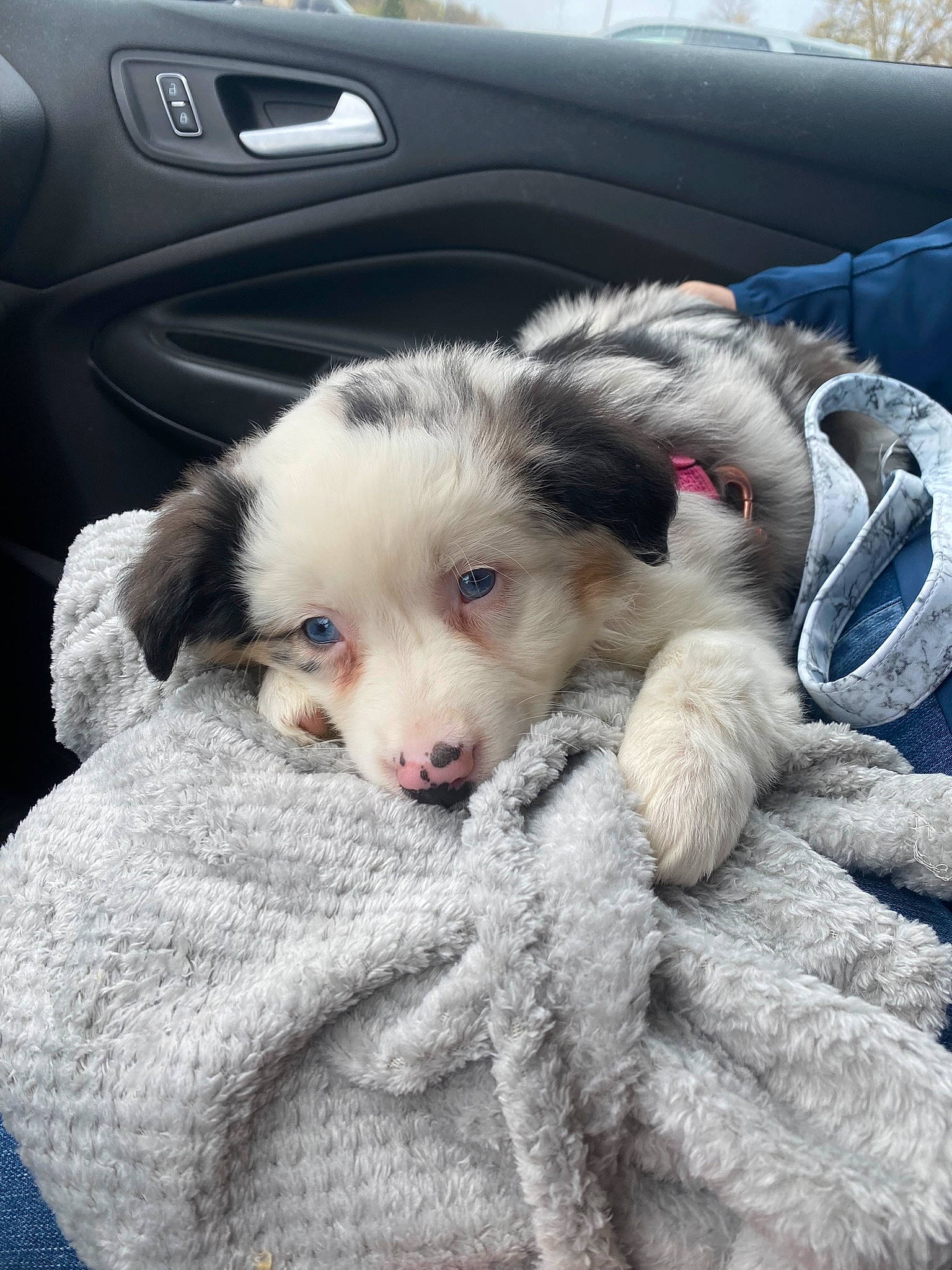 Maisy joined the competition — help win amazing prizes! canidae, carnivore, claw, comfort, companion_dog, dog, dog_breed, fawn, felidae, fur, mammal, paw, personal_luxury_car, small_to_medium_sized_cats, snout, sporting_group, toy_dog, vehicle_door, vertebrate, whiskers