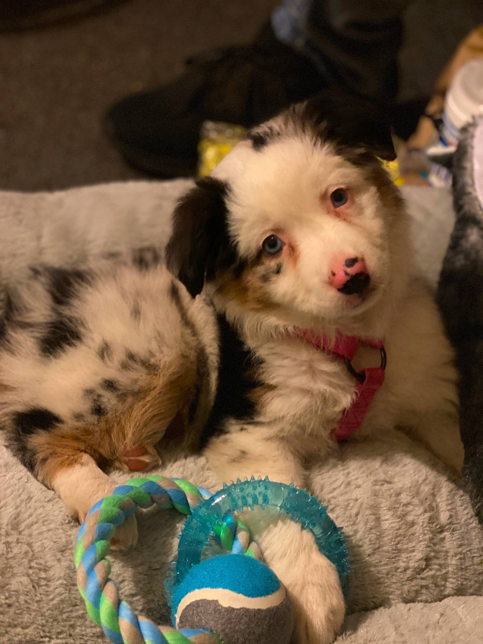 Maisy is registered to the contest to win money with this photo: canidae, carnivore, companion_dog, dog, dog_breed, dog_supply, fawn, fur, non_sporting_group, paw, sporting_group, terrestrial_animal, whiskers, working_animal, working_dog