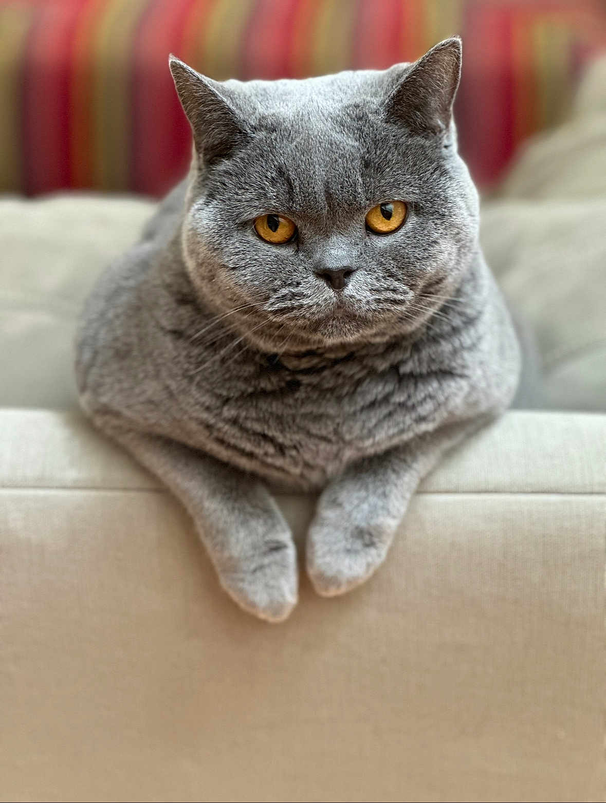 Puffi Rose