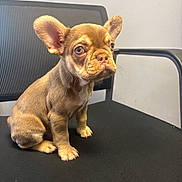 Monty joined the competition — help win amazing prizes! big_ears, black_seat, brown_fur, chair, cute, dog, expression, floor, french_bulldog, indoor, office_chair, paws, pet, portrait, puppy, short_muzzle, sitting, wall, whiskers, wide_eyes