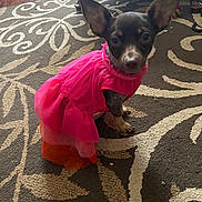 Betsie joined the competition — help win amazing prizes! animal, brown_floor, carpet, clothing, cute, dog, domestic_animal, dress, ears, floor, fur, household, indoor, looking_at_camera, patterned_rug, pet, pink_dress, portrait, sitting, small_dog