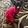 Betsie