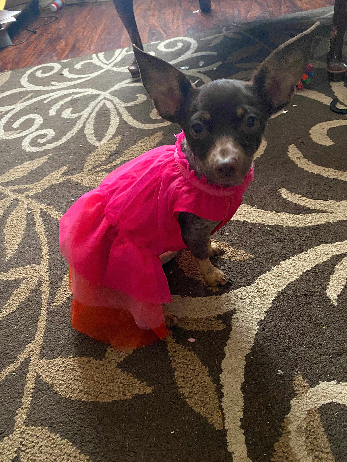 Betsie joined the competition — help win amazing prizes! animal, brown_floor, carpet, clothing, cute, dog, domestic_animal, dress, ears, floor, fur, household, indoor, looking_at_camera, patterned_rug, pet, pink_dress, portrait, sitting, small_dog