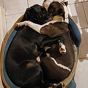 Titbull Et Roza participe au concours pour gagner de l'argent avec cette photo : animal, bulldog, canine, cat, dog, dogbed, hound, labradorretriever, person, pet, pointer, puppy, sleeping