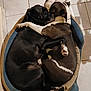 animal, bulldog, canine, cat, dog, dogbed, hound, labradorretriever, person, pet, pointer, puppy, sleeping