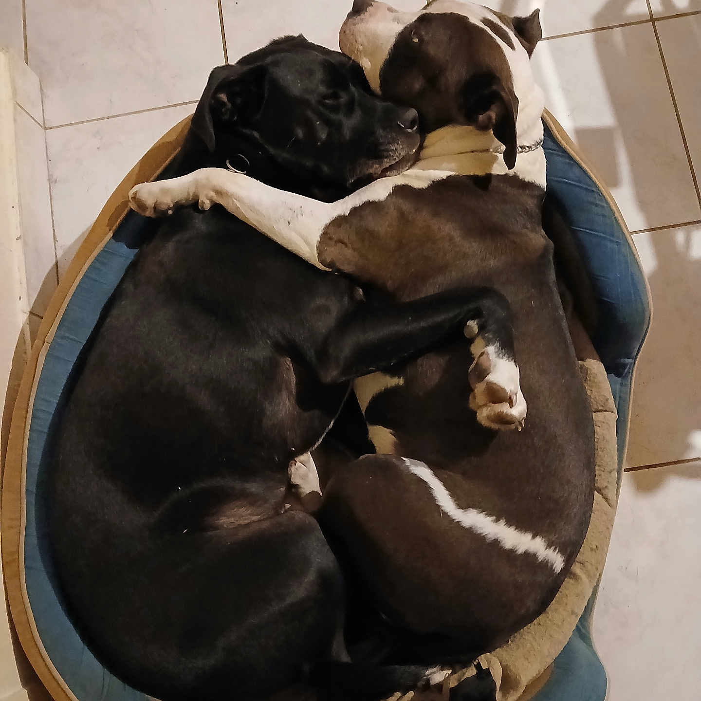 Titbull Et Roza participe au concours pour gagner de l'argent avec cette photo : animal, bulldog, canine, cat, dog, dogbed, hound, labradorretriever, person, pet, pointer, puppy, sleeping