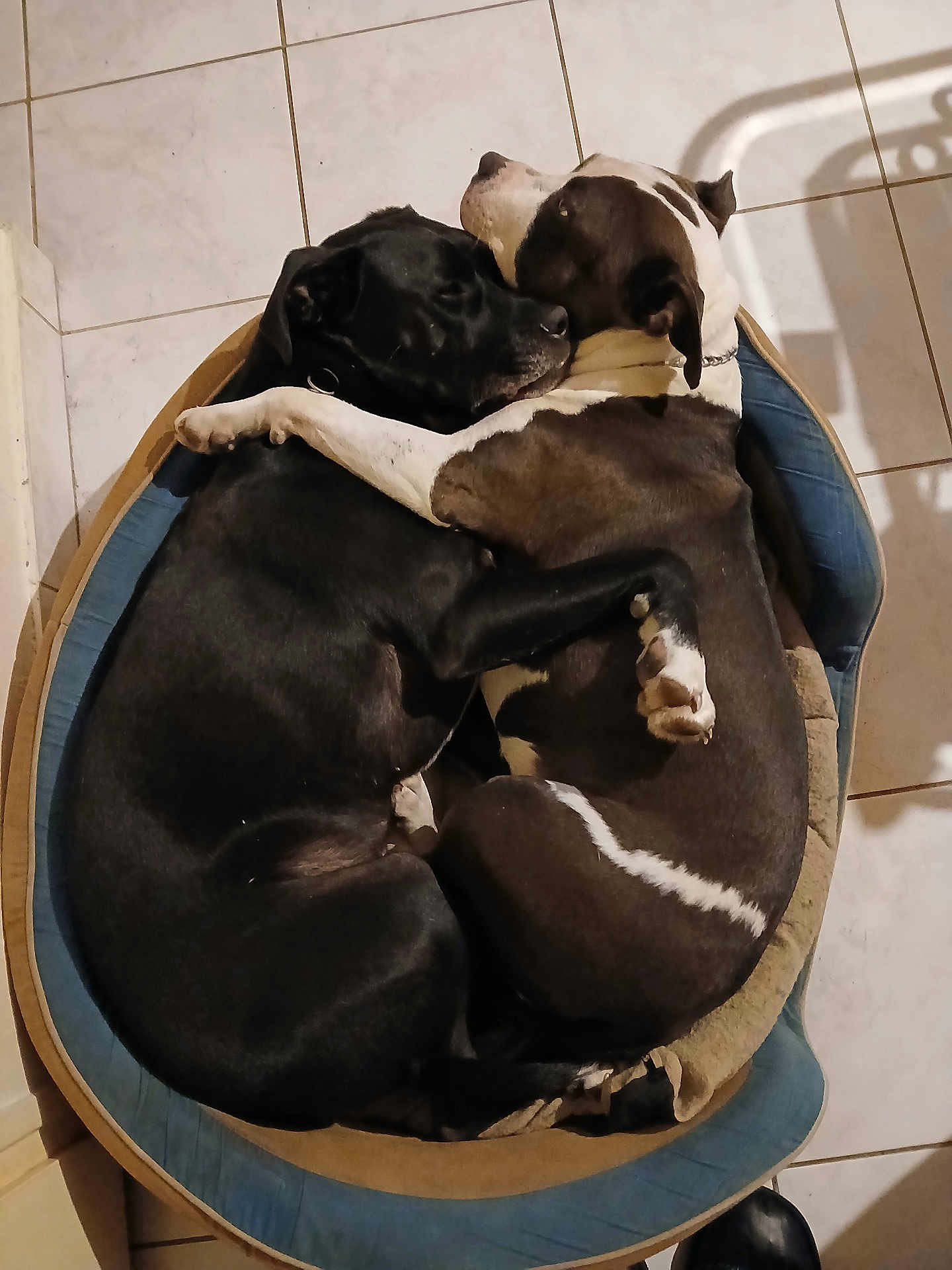 Titbull Et Roza participe au concours pour gagner de l'argent avec cette photo : animal, bulldog, canine, cat, dog, dogbed, hound, labradorretriever, person, pet, pointer, puppy, sleeping