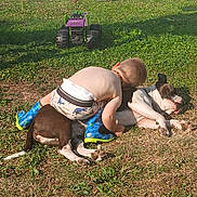 Titbull participe au concours pour gagner de l'argent avec cette photo : toddler, dog, grass, outdoor, child, bareback, boots, toy, playground, sunlight, pet, animal, summer, nature, relaxation, playtime, backyard, childhood, fun, casual