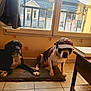 dog, indoor, window, mat, tile_floor, cap, black_dog, white_and_black_dog, pet, sunlight, resting, furniture, curtain, house, roof, collar, relaxed, companion, domestic_animal, daylight