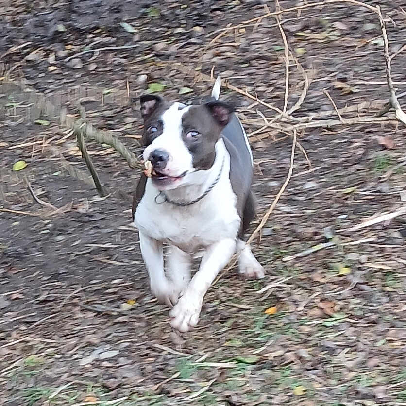 Titbull a rejoint le concours — aidez-le/la à gagner de superbes lots ! active, animal, black_and_white, canine, collar, daylight, dog, forest_floor, fur, ground, leaves, motion, nature, nose, outdoor, pet, playful, running, stick, twigs