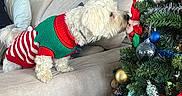 Oskar participe au concours pour gagner de l'argent avec cette photo : baubles, celebration, christmas_decorations, christmas_tree, couch, decor, dog, festive, green, holiday, home_interior, living_room, ornaments, pet, red, seasonal, sniffing, sweater, tinsel, white_dog