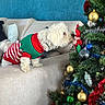 baubles, celebration, christmas_decorations, christmas_tree, couch, decor, dog, festive, green, holiday, home_interior, living_room, ornaments, pet, red, seasonal, sniffing, sweater, tinsel, white_dog