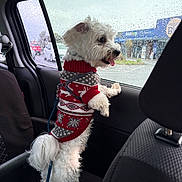 Oskar a rejoint le concours — aidez-le/la à gagner de superbes lots ! backseat, car_interior, curious, cute, dog, furry, leash, overcast, pet, rain, raindrops, seat, side_view, small_dog, sweater, tongue_out, vehicle, wet, white_dog, window