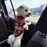 backseat, car_interior, curious, cute, dog, furry, leash, overcast, pet, rain, raindrops, seat, side_view, small_dog, sweater, tongue_out, vehicle, wet, white_dog, window