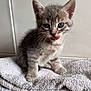kitten, cat, gray_tabby, tongue_out, sitting, towel, cute, young_animal, pet, whiskers, feline, fur, indoor, closeup, small, animal_face, playful, curious, soft_texture, domestic_animal