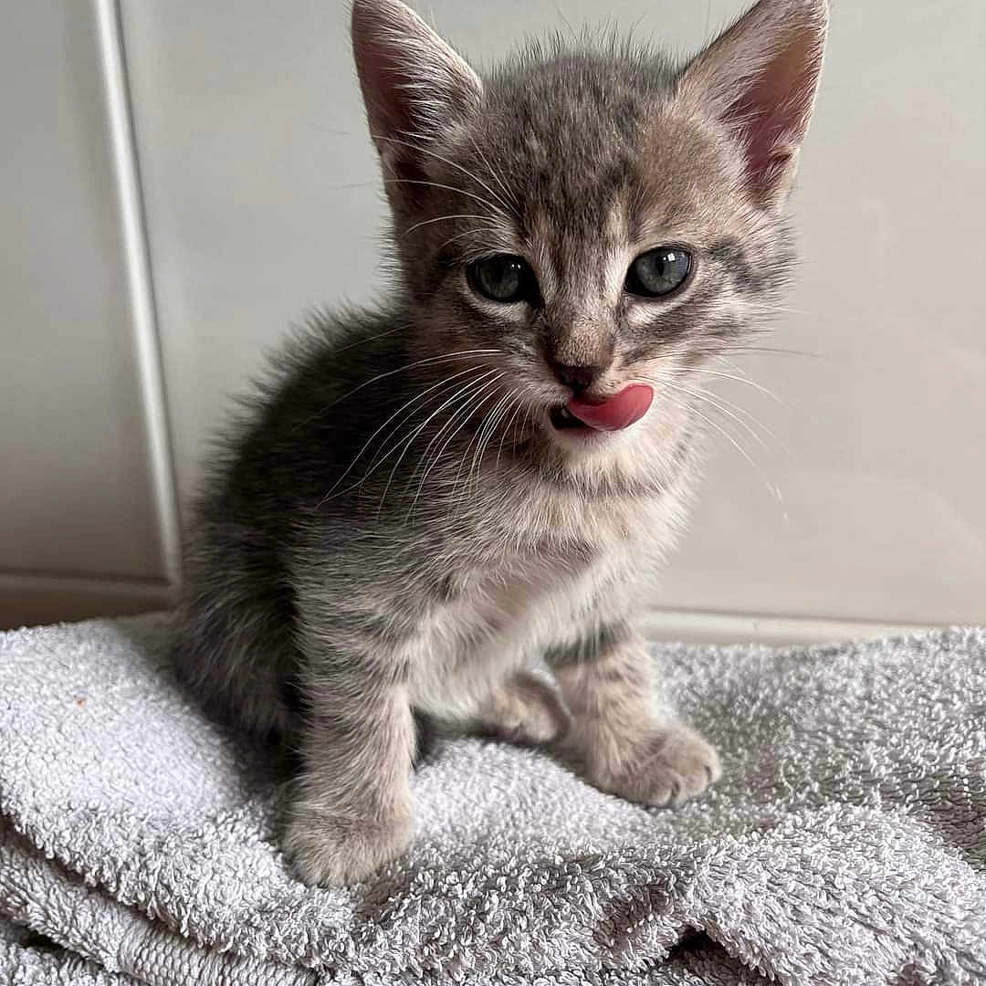 Eden a rejoint le concours — aidez-le/la à gagner de superbes lots ! animal_face, cat, closeup, curious, cute, domestic_animal, feline, fur, gray_tabby, indoor, kitten, pet, playful, sitting, small, soft_texture, tongue_out, towel, whiskers, young_animal