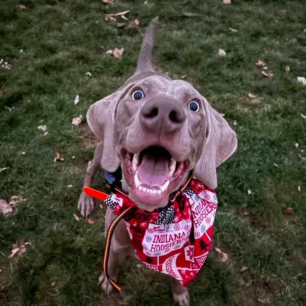 Remy