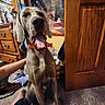 dog, indoor, carpet, orange_collar, hand, wooden_door, dresser, lamp, poster, american_flag, person, smiling, tongue_out, sitting, happy, room, furniture, foot, clothing, colorful