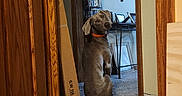 Remy is registered to the contest to win money with this photo: dog, indoor, carpet, wooden_door, orange_collar, sitting, looking_back, curious, gray_coat, furniture, shelf, picture_frames, decor, wall, doorway, home, room, pet, animal, floor