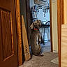 dog, indoor, carpet, wooden_door, orange_collar, sitting, looking_back, curious, gray_coat, furniture, shelf, picture_frames, decor, wall, doorway, home, room, pet, animal, floor