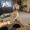 dog, living_room, carpet, television, person, hand, collar, furniture, blanket, remote_control, cup_holder, photograph, table, wooden_cabinet, orange_collar, watch, sitting, indoor, canadian_flag, sports_broadcast