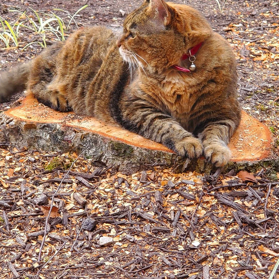 Lucky joined the competition — help win amazing prizes! animal, cat, field, grass, grassland, herbal, herbs, manx, nature, outdoors, path, pet, plant, pottedplant, road, rock, soil, vegetation, wood, yard