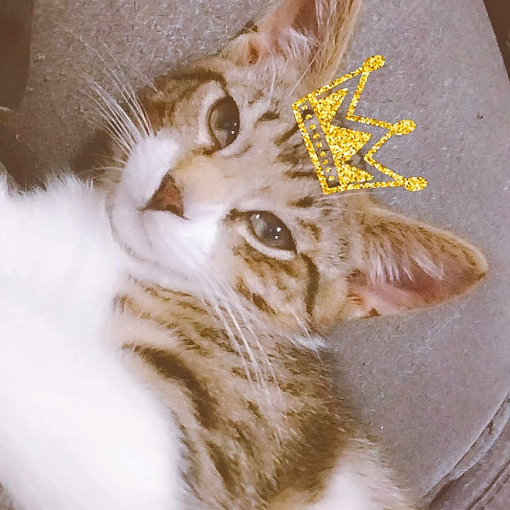 Chipie