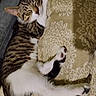 Chipie participe au concours pour gagner de l'argent avec cette photo : animal, blanket, cat, closeup, cozy, cute, domestic, feline, fur, indoor, lying_down, pattern, paw, peaceful, pet, relaxed, resting, sleeping, tabby, whiskers