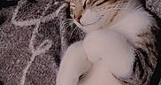 Chipie a rejoint le concours — aidez-le/la à gagner de superbes lots ! animal, blanket, cat, comfort, cozy, cute, cute_pet, domestic, feline, fur, indoor, nap, paws, pet, relaxed, resting, sleeping, soft, tabby, whiskers