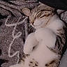 animal, blanket, cat, comfort, cozy, cute, cute_pet, domestic, feline, fur, indoor, nap, paws, pet, relaxed, resting, sleeping, soft, tabby, whiskers