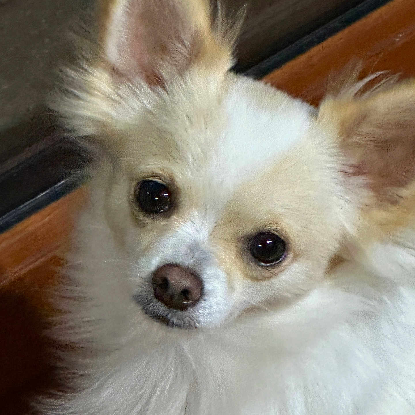 Accro participe au concours pour gagner de l'argent avec cette photo : alert, animal, chihuahua, close_up, companion, cream_color, cute, dog, domestic_animal, ears, face, fluffy, friendly, fur, indoors, pet, portrait, small_dog, snout, whiskers