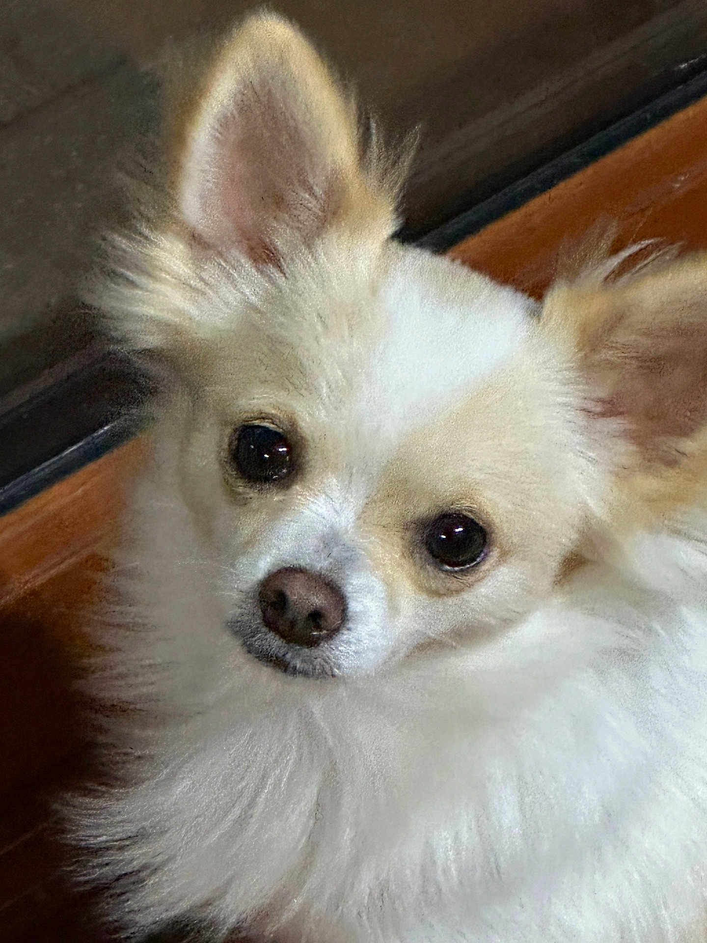 Accro participe au concours pour gagner de l'argent avec cette photo : dog, pet, fluffy, cream_color, close_up, ears, fur, animal, cute, indoors, portrait, face, small_dog, chihuahua, whiskers, snout, friendly, companion, alert, domestic_animal