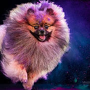 Miw a rejoint le concours — aidez-le/la à gagner de superbes lots ! animal, black_background, blue, celebration, colorful_powder, cute, dog, energetic, fluffy, fur, happy, joyful, jumping, motion, pet, pink, pomeranian, portrait, purple, studio